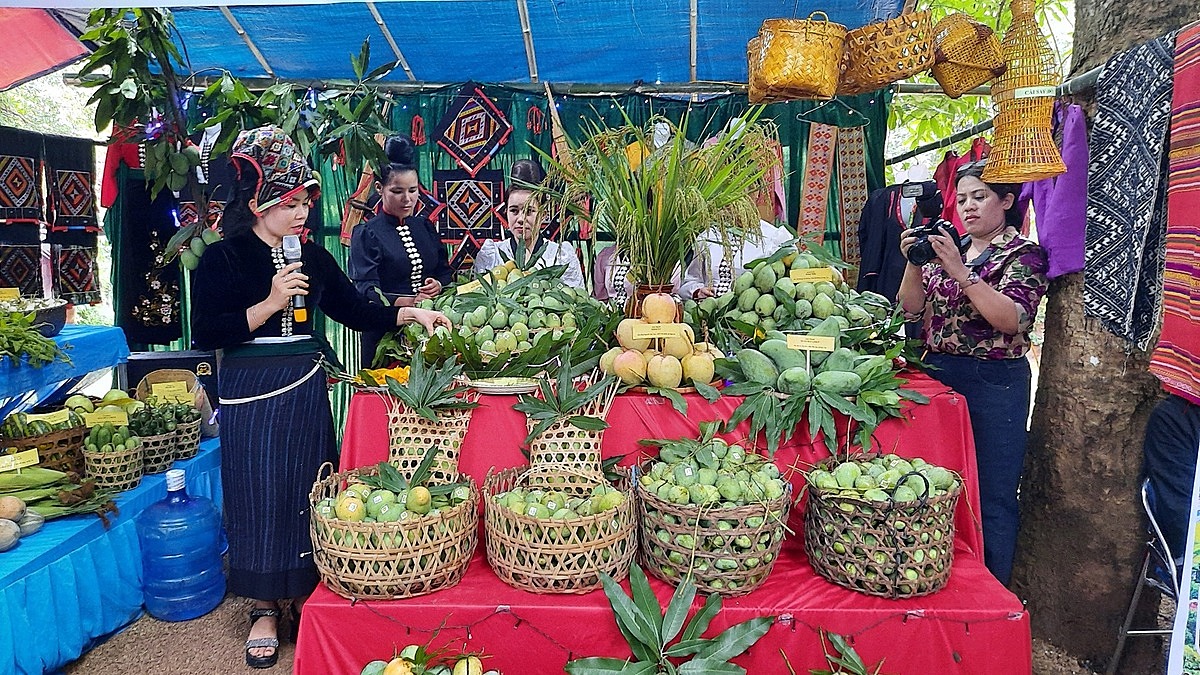 Xoài tròn Yên Châu vào vụ thu hoạch từ cuối tháng 5, đầu tháng 6 hàng năm.