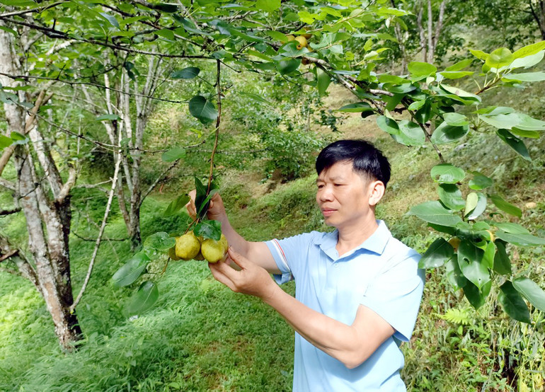 HTX Hiệp Lực tập trung trồng một số loại cây ăn quả đặc trưng của địa phương.