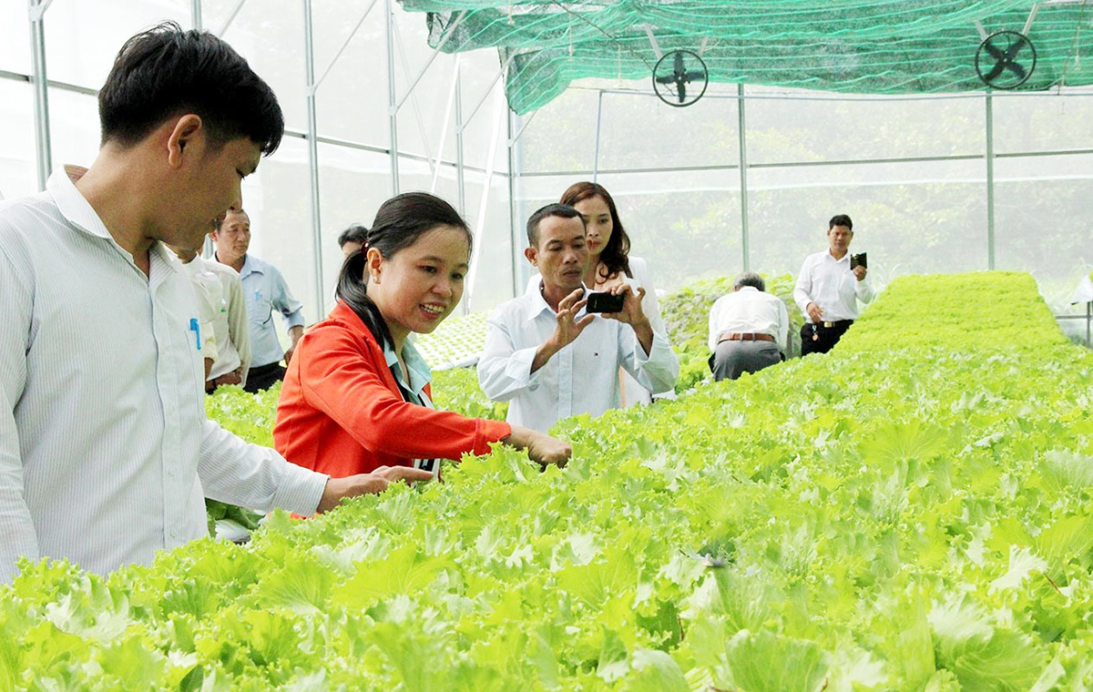 Các HTX đang đóng vai trò quan trọng trong chuyển đổi nông nghiệp theo hướng hiện đại ở Bù Gia Mập.