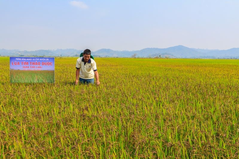 Tổng diện tích gieo trồng lúa hằng năm trên địa bàn huyện Lắk vào khoảng 15.000ha.