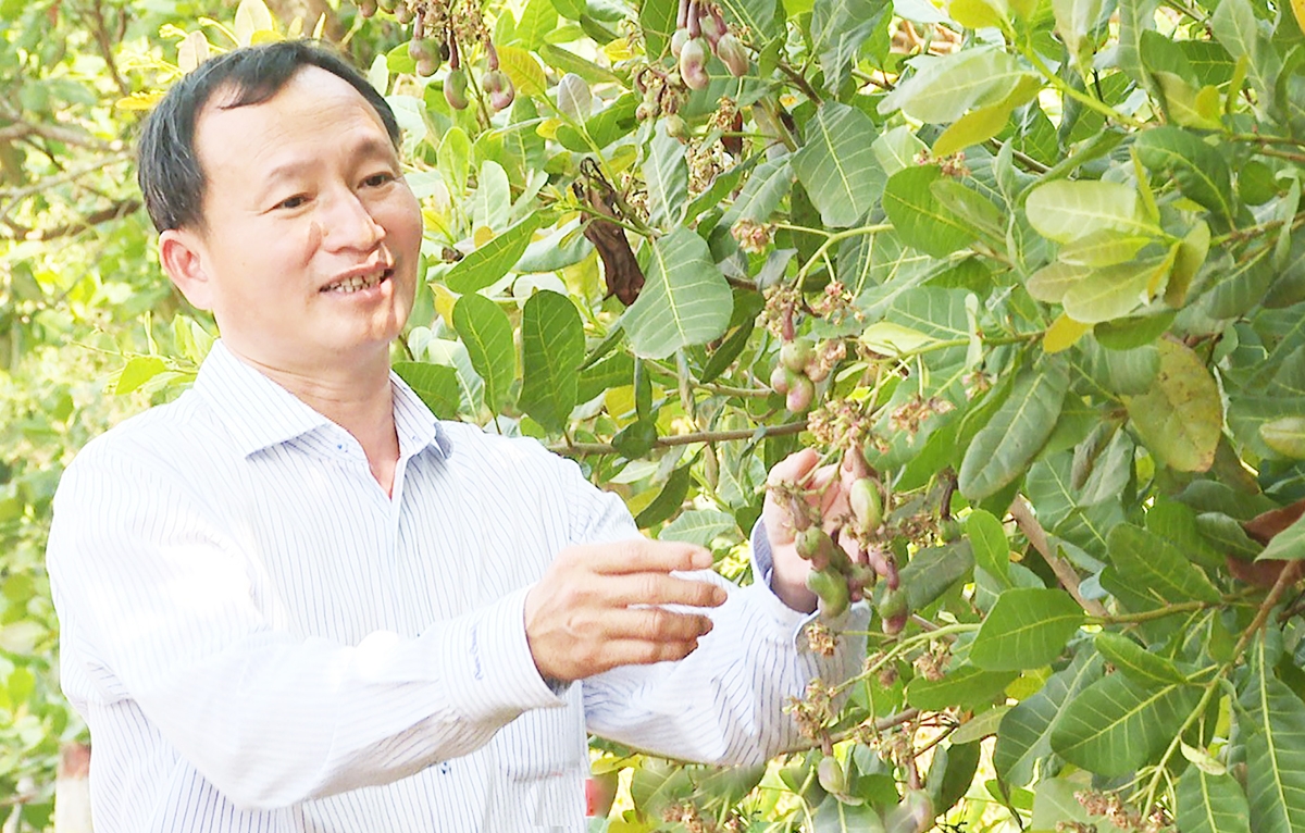 Bù Gia Mập chuyển mình nhờ nông nghiệp hiện đại.