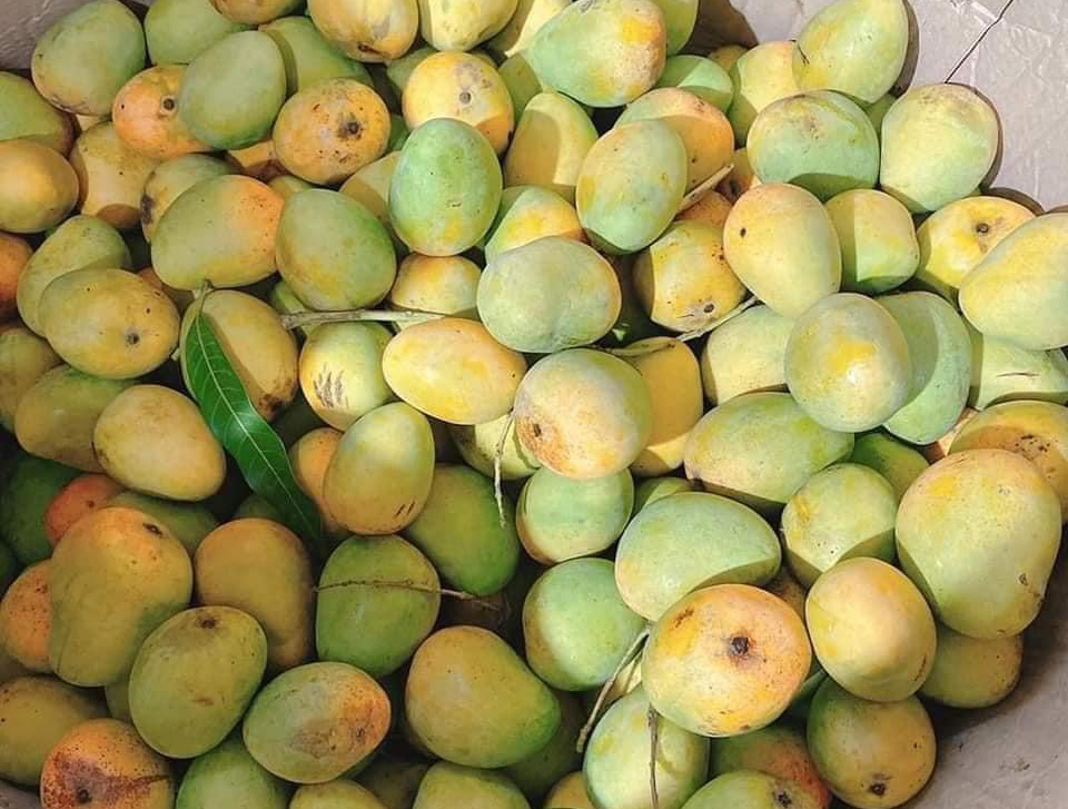 Canh tác áp dụng tiêu chuẩn kỹ thuật, công nghệ cao cho ra sản phẩm đồng đều, giá trị cao, nâng cao thu nhập cho người dân.