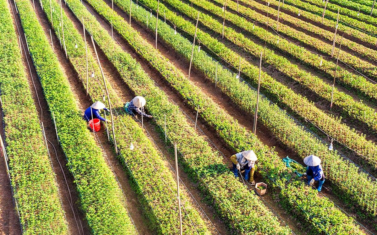 Chuyển đổi cơ cấu cây trồng theo chuỗi giá trị giúp nông dân, HTX ở Yên Khánh giảm nghèo, làm giàu.