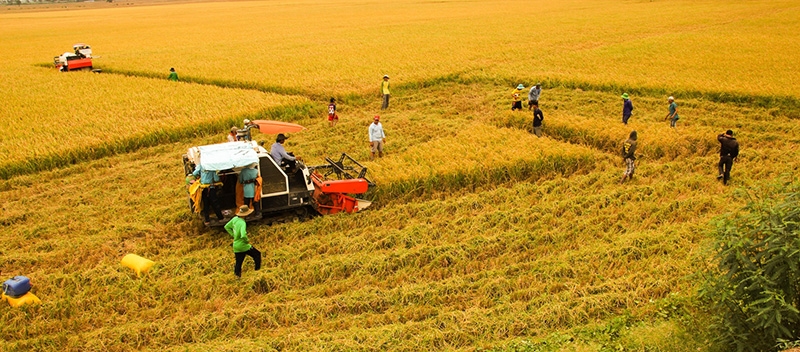 TP Hồng Ngự triển khai nhiều giải pháp phát triển kinh tế tập thể theo hướng bền vững