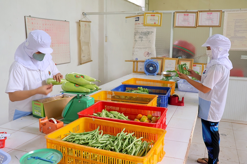 HTX Sản xuất và Tiêu thụ rau an toàn Long Thuận tạo ra “làn gió mới” trong việc sản xuất nông nghiệp theo hướng an toàn trên địa bàn TP Hồng Ngự.