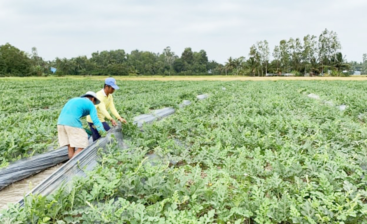 Long Phú dự kiến đẩy mạnh phát triển nông nghiệp theo hướng hàng hóa, hiện đại, nâng giá trị gia tăng.
