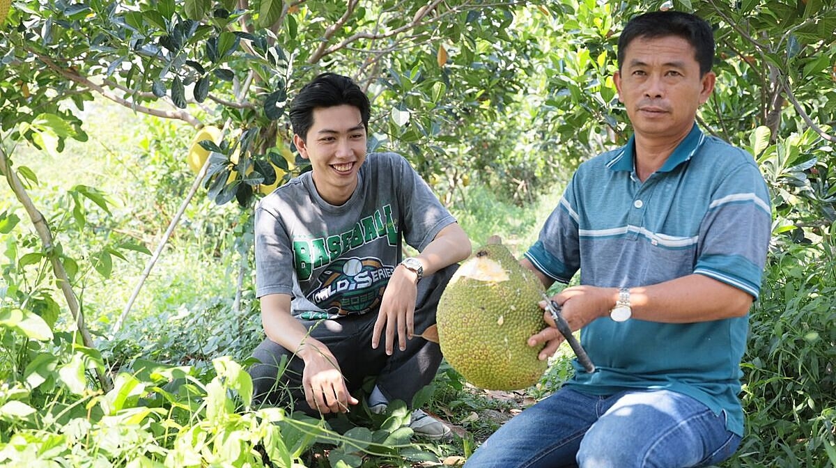 Chuyển đổi sang trồng mít ruột đỏ xơ vàng đanglà một hướng đi mới hiệu quả của người nông dân ở huyện Dương Minh Châu &lpar;Tây Ninh&rpar;. Ảnh BTN