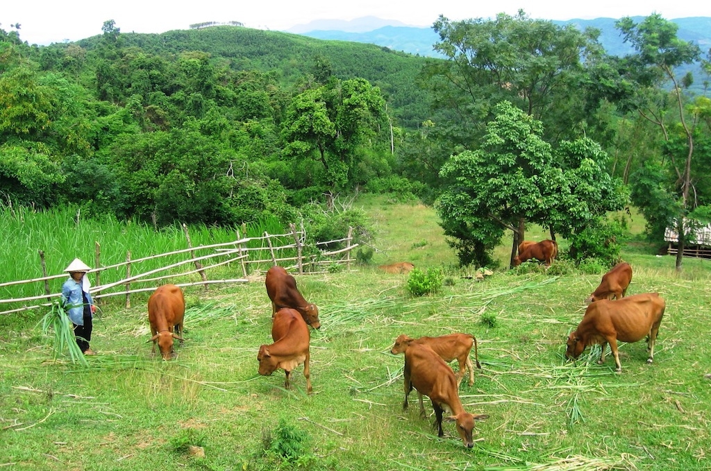 Để việc liên kết chăn nuôi bò với quy mô lớn được chặt chẽ hơn nữa, huyện A Lưới cần thành lập các HTX, tổ hợp tác trên cơ sở các hộ tự nguyện tham gia, cùng nhau liên kết trong chăn nuôi.
