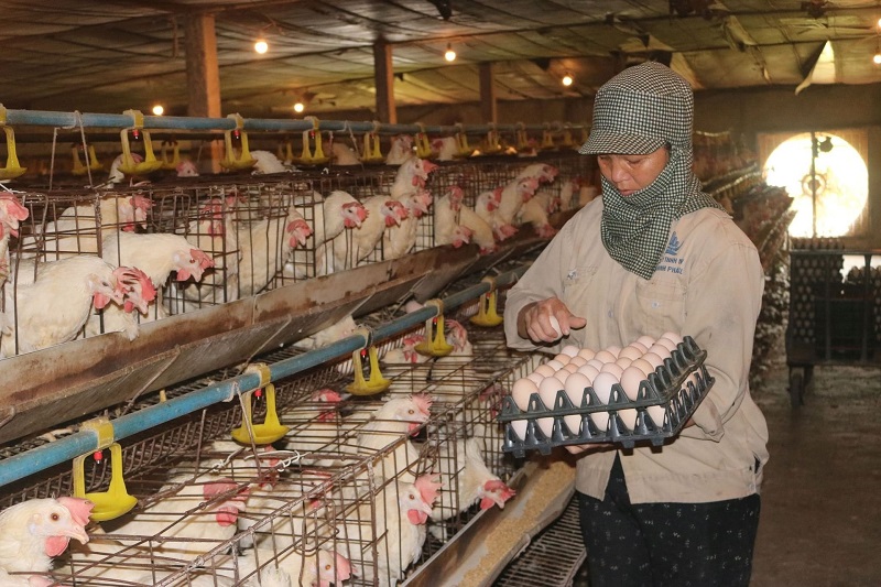 Trứng gà giảm giá và tiêu thụ chậm khiến nhiều người chăn nuôi gặp khó.