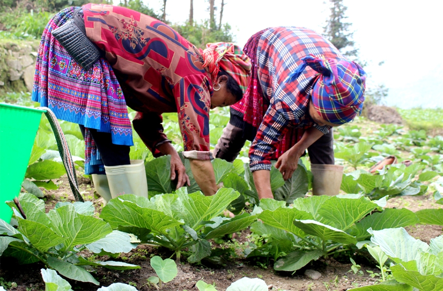 Nông nghiệp Hoàng Su Phì ngày càng khởi sắc, với những đóng góp tích cực từ các HTX, tổ hợp tác.