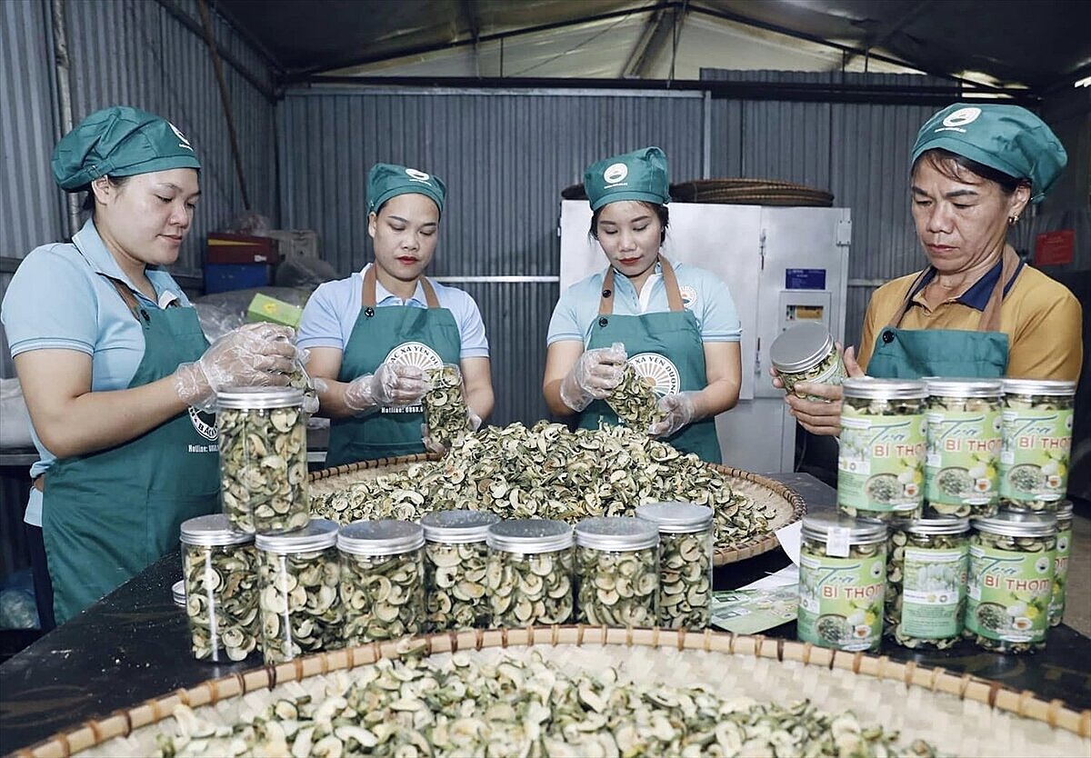 Bí xanh sấy khô của HTX Yên Dương tiêu thụ thuận lợi trên sàn thương mại điện tử