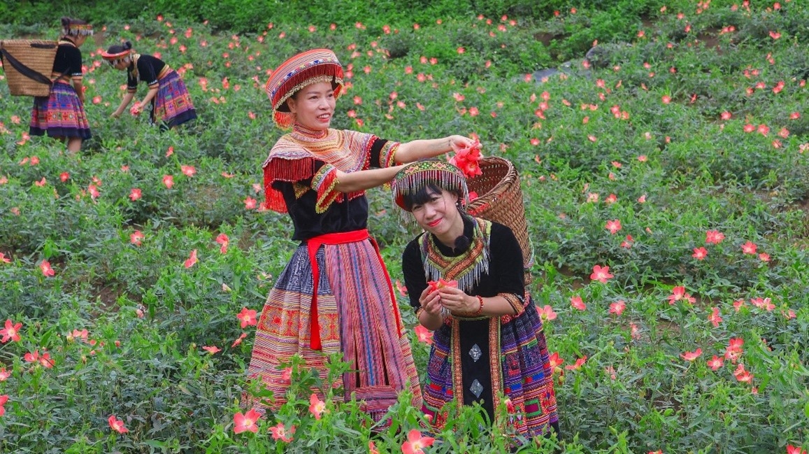 Sâm bố chính ở Bản Tèn không chỉ được trồng để phục vụ khách du lịch mà còn được chế biến thành trà để nâng cao giá trị kinh tế