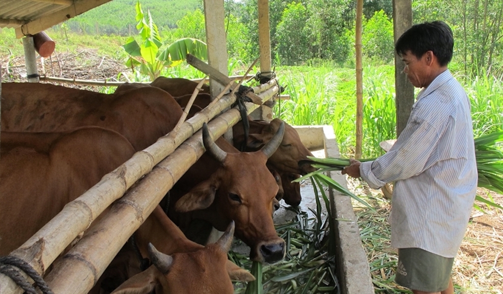 Mô hình chăn nuôi bò vàng đã trở thành mô hình thoát nghèo hiệu quả, bền vững cho nhiều hộ dân ở A Lưới.