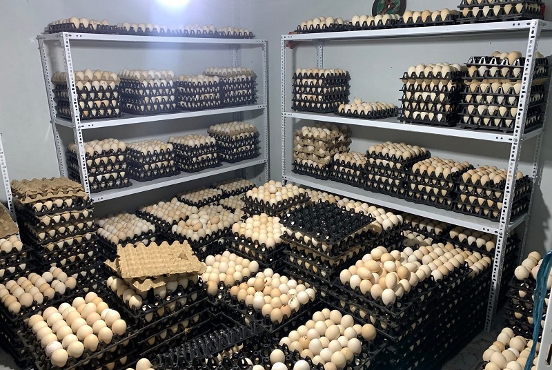 Hiệp hội Chăn nuôi gia cầm Việt Nam khẳng định, cho đến nay, chưa có bằng chứng khoa học nào trong nước hay quốc tế cho thấy có sự tồn tại của “trứng gà giả” với độc tố như đồn đoán.