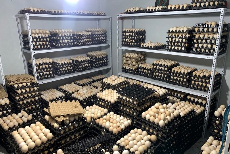 Hiệp hội Chăn nuôi gia cầm Việt Nam khẳng định, cho đến nay, chưa có bằng chứng khoa học nào trong nước hay quốc tế cho thấy có sự tồn tại của “trứng gà giả” với độc tố như đồn đoán.