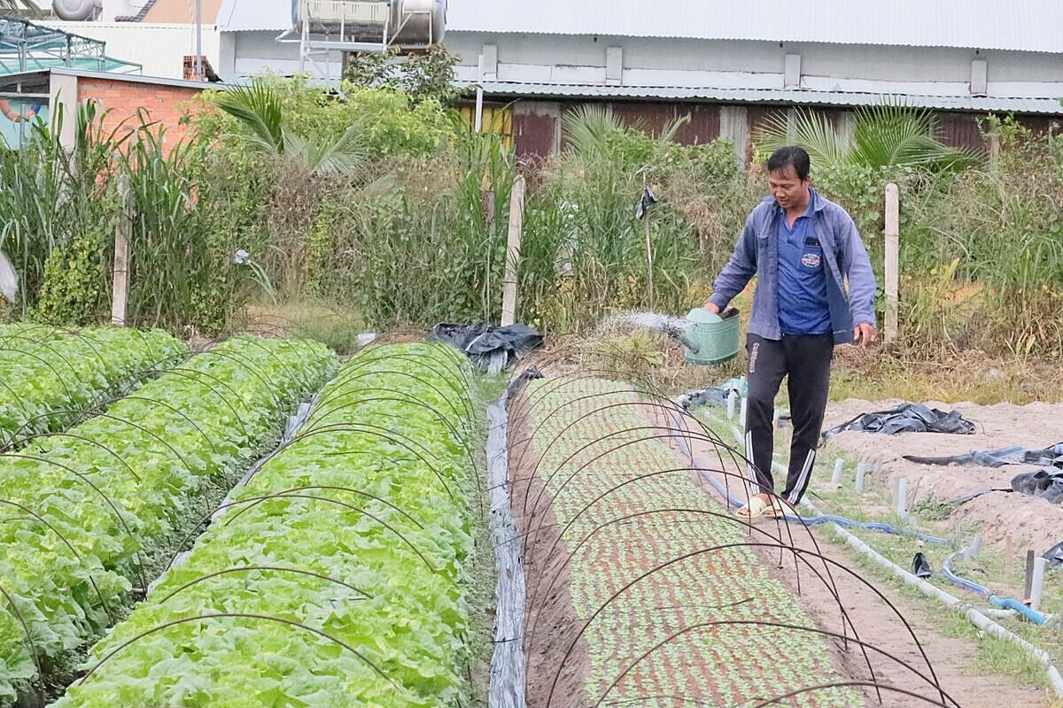 Trồng các loại rau ăn lá ngắn ngày như rau dền, cải, rau tần ô và xà lách đang mang lại kinh tế cho người dân, góp phần xóa đói giảm nghèo. Ảnh BTN