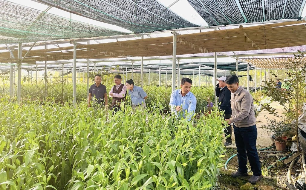 Để người dân A Lưới thoát nghèo bền vững, điều quan trọng là cần liên kết sản xuất lớn, có kế hoạch sản xuất phù hợp với nhu cầu của thị trường và lợi thế sẵn có của địa phương.