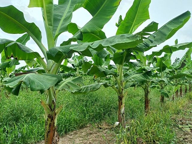 Nhờ trồng chuối theo phương pháp hữu cơ, HTX Nông nghiệp hữu cơ Quỳnh Phụ đã xuất khẩu thành công sang thị trường Nhật Bản, Hàn Quốc, Trung Quốc và các nước Trung Đông.