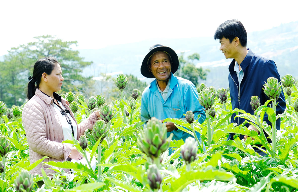 Liên kết sản xuất trong các HTX, tổ hợp tác giúp nông dân nâng cao hiệu quả cây trồng.