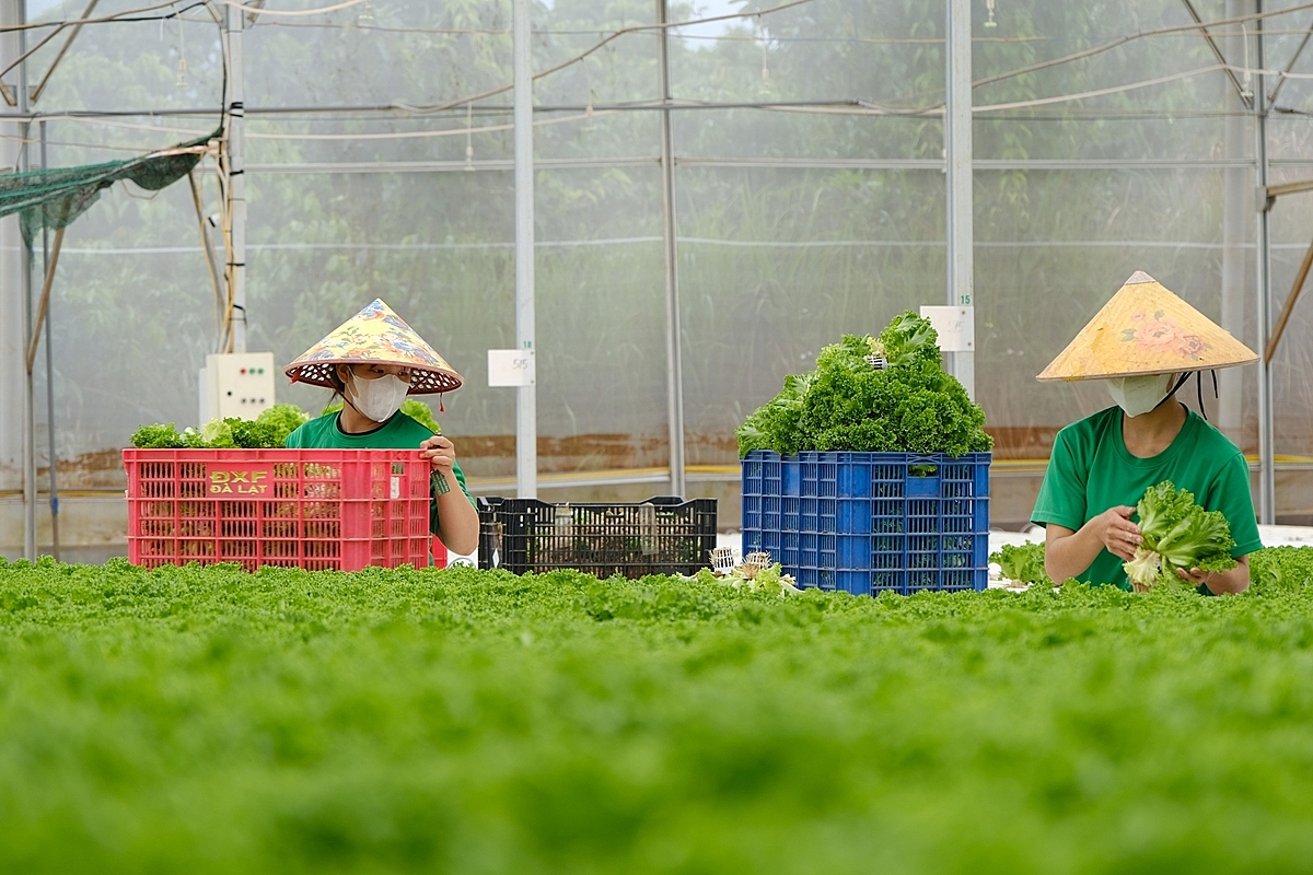 Các HTX ở Lâm Đồng chủ động ứng dụng công nghệ và tiếp cận với các đơn vị nghiên cứu.