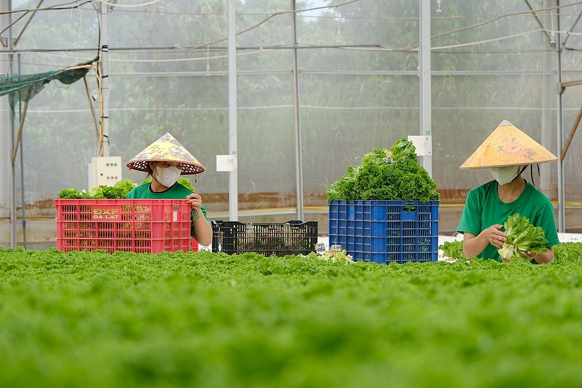 Các HTX ở Lâm Đồng chủ động ứng dụng công nghệ và tiếp cận với các đơn vị nghiên cứu.