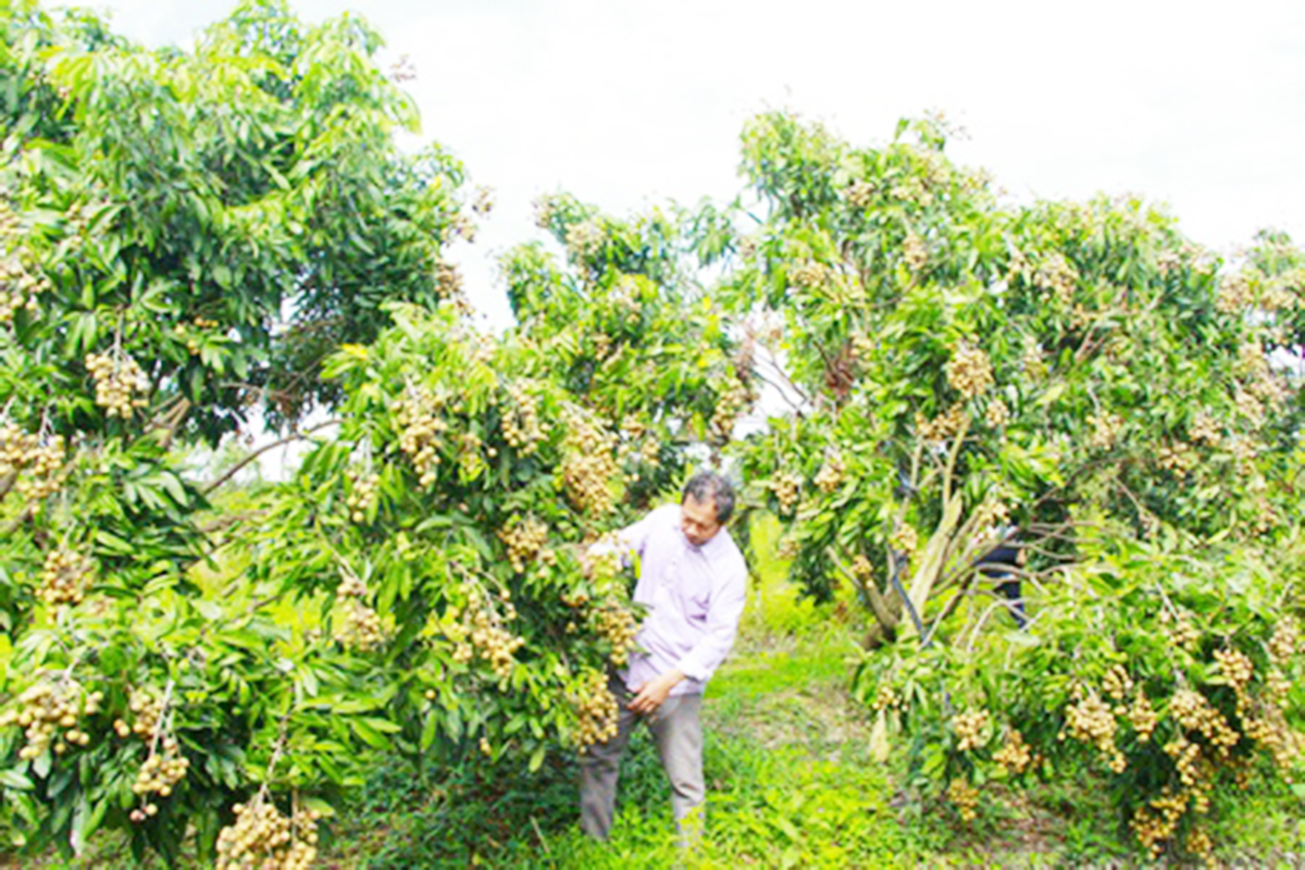 Nông dân, HTX ở Vĩnh Long đang đẩy mạnh ứng dụng khoa học công nghệ vào sản xuất.