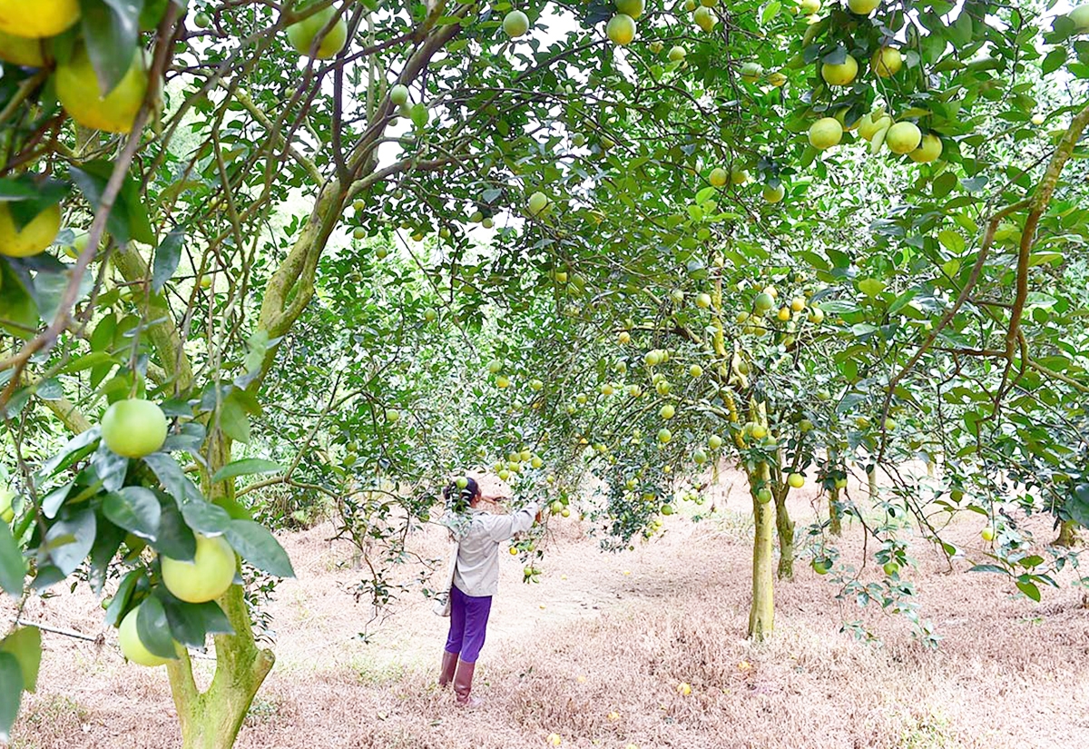 Cây ăn quả thay thế cây lương thực hiệu quả thấp giúp nông dân, thành viên HTX ở Na Hang giảm nghèo, làm giàu.