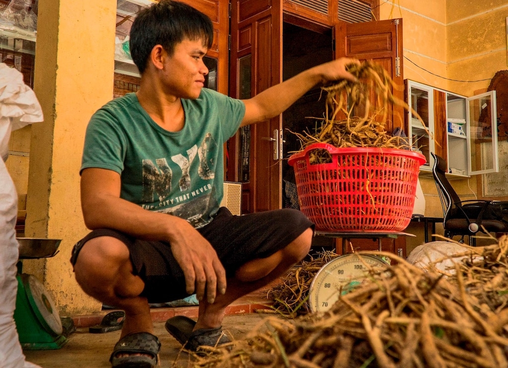 Thành viên HTX Nông - Dược Trường Sơn Xanh có thu nhập ổn định từ cây đẳng sâm.