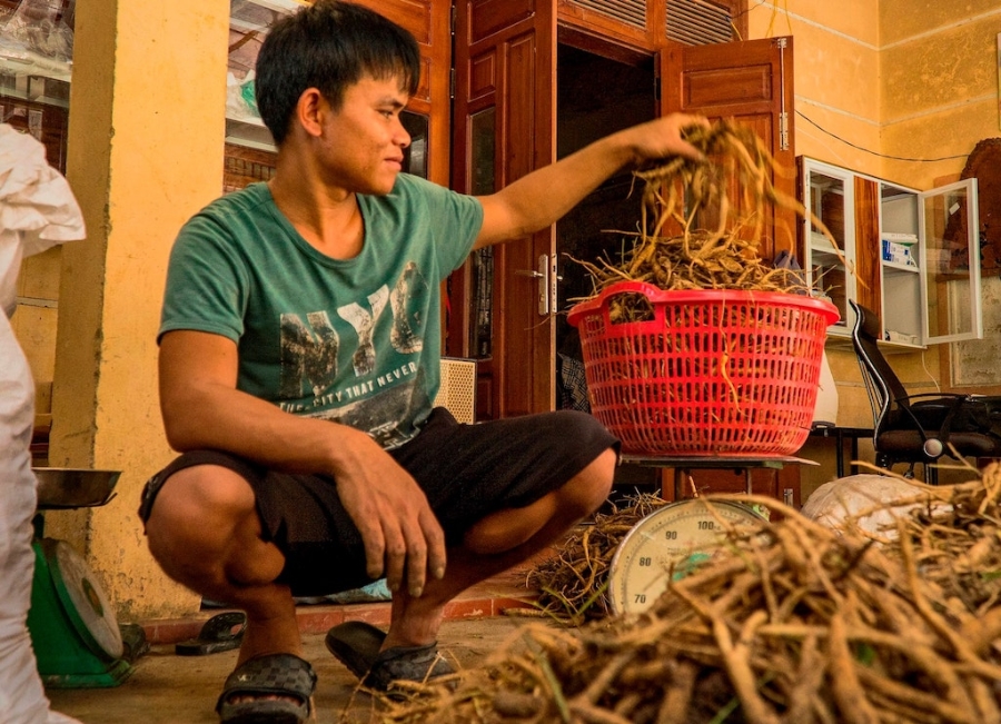 Thành viên HTX Nông - Dược Trường Sơn Xanh có thu nhập ổn định từ cây đẳng sâm.