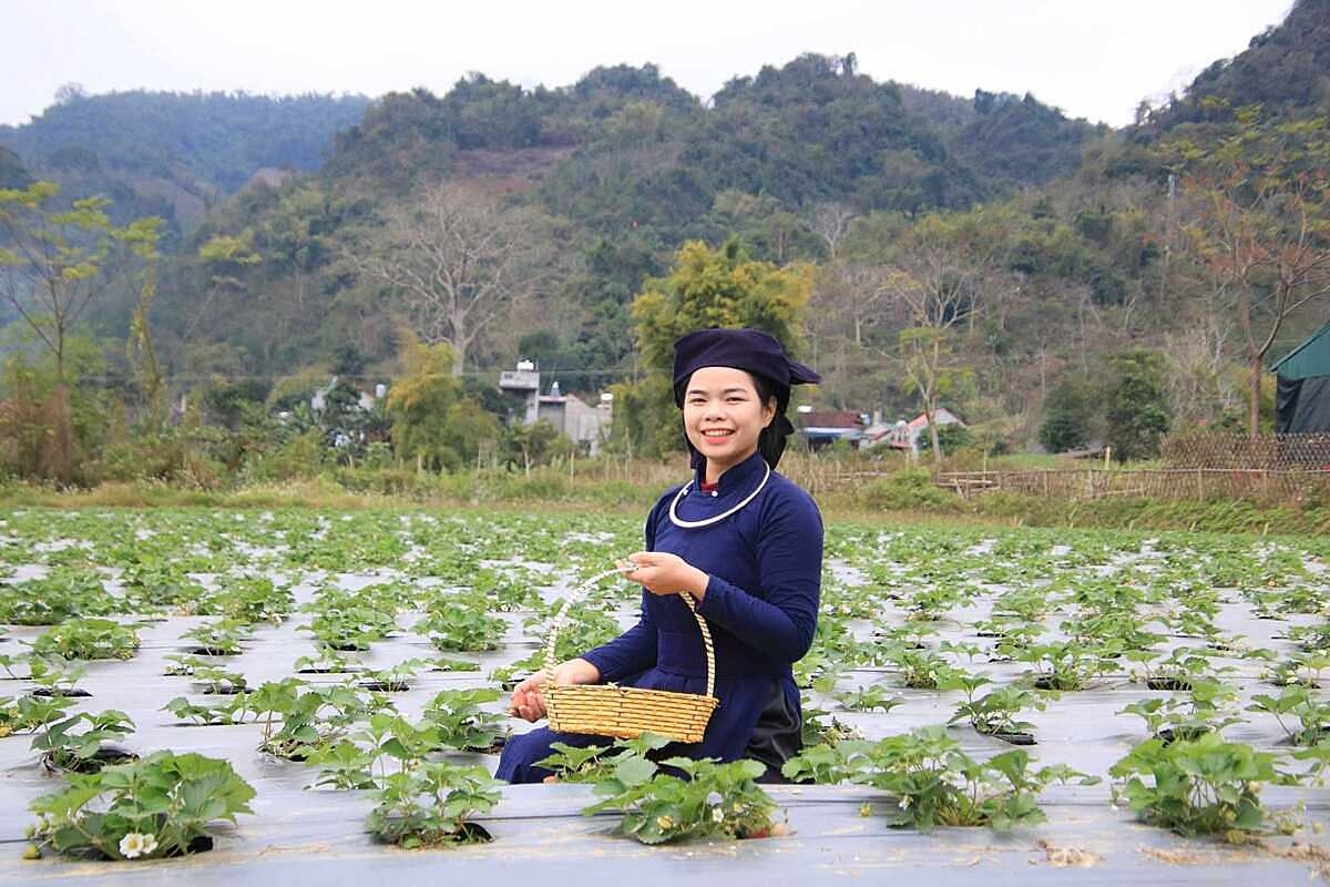 HTX Toàn Dân kết hợp giữa sản xuất và du lịch.