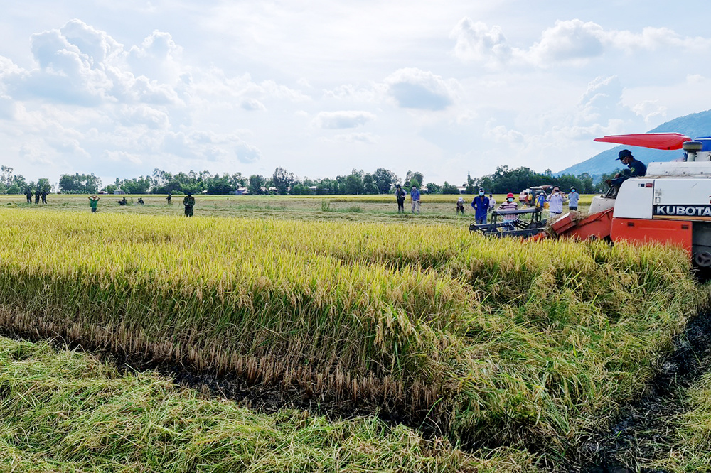 Khu vực KTTT, HTX ở An Giang có nhiều đổi thay rõ rệt, góp phần vào giảm tỷ lệ đói nghèo trên địa bàn.
