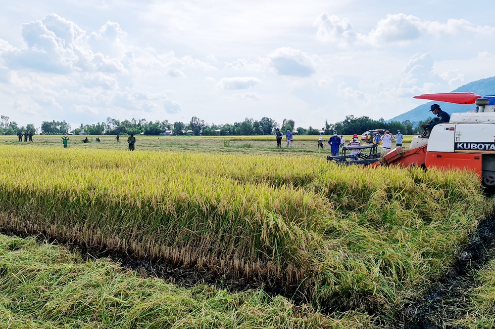 Khu vực KTTT, HTX ở An Giang có nhiều đổi thay rõ rệt, góp phần vào giảm tỷ lệ đói nghèo trên địa bàn.
