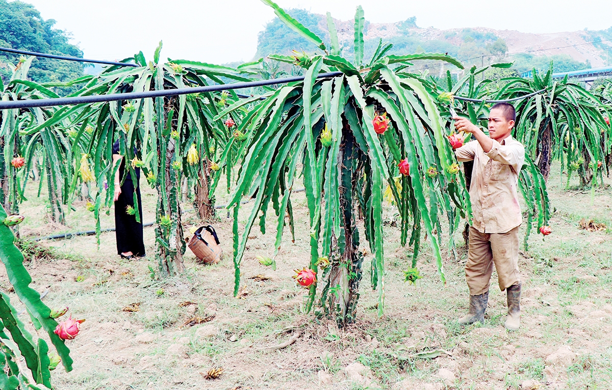 Đồng bào người Mông, Thái ở Mai Sơn đang mạnh dạn trồng các loại cây cho giá trị cao &lpar;Ảnh: BSL&rpar;.