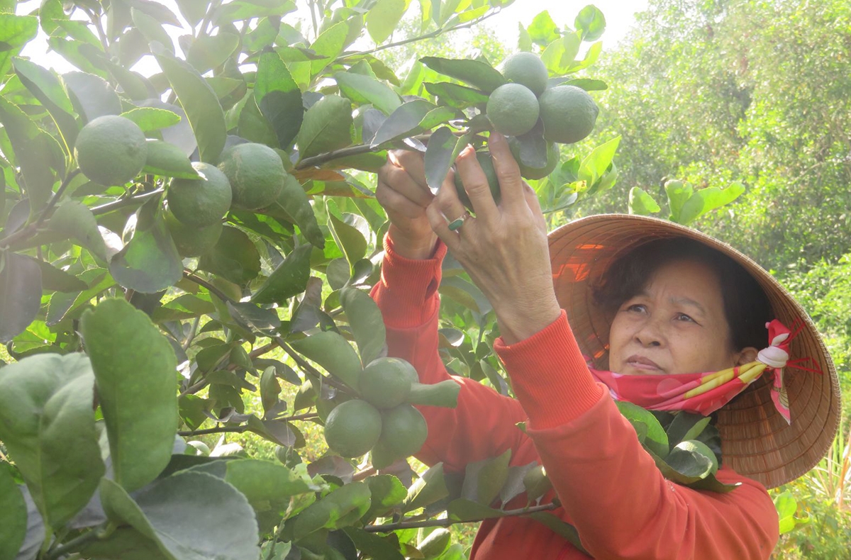 Ứng dụng công nghệ cao giúp người trồng chanh ở Bến Lức thu lời trên 200 triệu đồng/ha &lpar;Ảnh: BLA&rpar;.