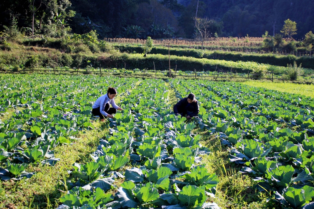 Người dân Quảng Uyên ngày càng có cuộc sống ấm no nhờ chính sách giảm nghèo được triển khai phù hợp, đồng bộ.