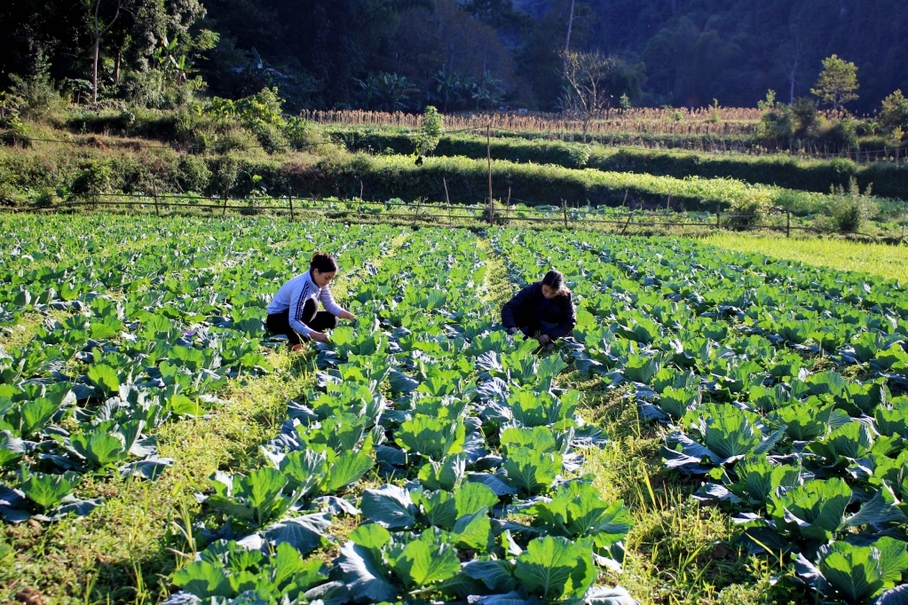 Người dân Quảng Uyên ngày càng có cuộc sống ấm no nhờ chính sách giảm nghèo được triển khai phù hợp, đồng bộ.