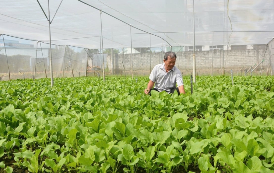 HTX trở thành điểm tựa giúp thành viên, nông dân liên kết tự tin ứng dụng công nghệ cao &lpar;Ảnh: BLA&rpar;.