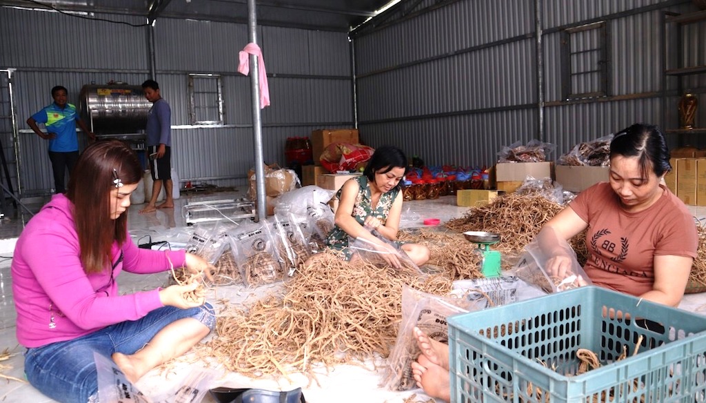 Từ việc tận dụng lợi thế sẵn có của địa phương, các HTX đã tạo công ăn việc làm cho người dân A Tiêng.