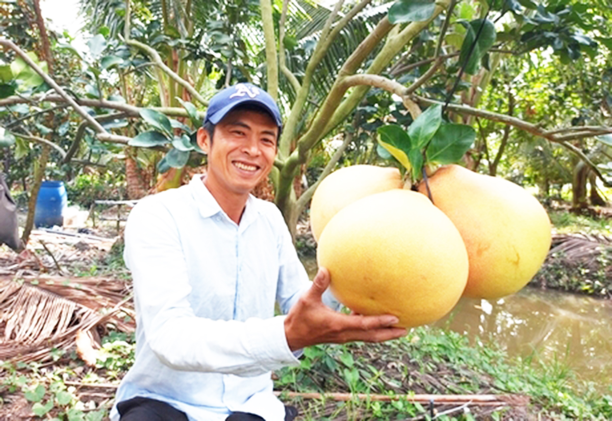 Ứng dụng khoa học công nghệ giúp HTX, nông dân Vĩnh Long nâng cao năng suất, chất lượng nông sản.