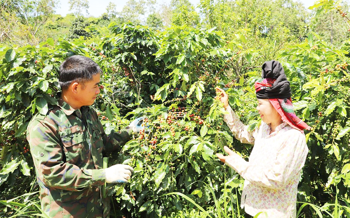 Đồng bào dân tộc thiểu số ở Mai Sơn đang phát triển hàng trăm ha cây ăn quả theo hướng hàng hóa &lpar;Ảnh: BSL&rpar;.