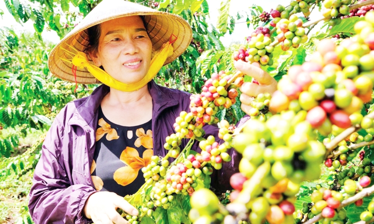 Những ‘cây vàng’ giữa đại ngàn tạo kỳ tích thoát nghèo cho đồng bào dân tộc thiểu số ở Lâm Đồng