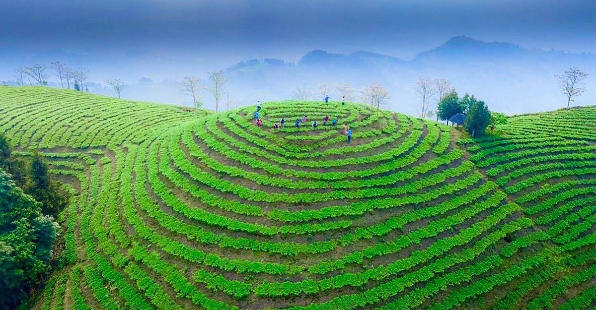 Các đồichè nhìn từ trên cao.