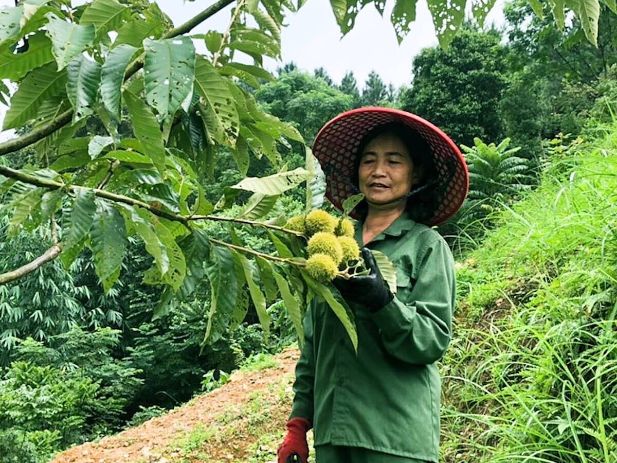 Hạt dẻ là cây trồng có tiềm năng lớn ở Trùng Khánh.