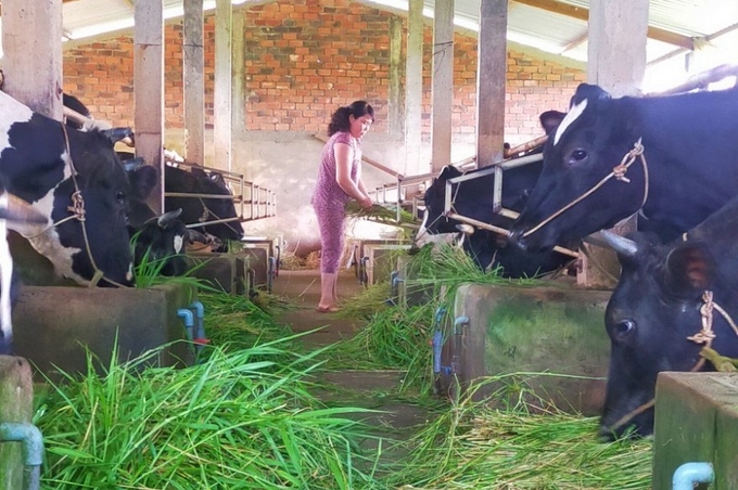 HTX Bò sữa Bến Tre tạo mọi điều kiện cho người dân tiếp cận con giống, liên kết hợp tác với công ty sữa Vinamilk bao tiêu sản phẩm đầu ra cho người nông dân để họ an tâm chăn nuôi.