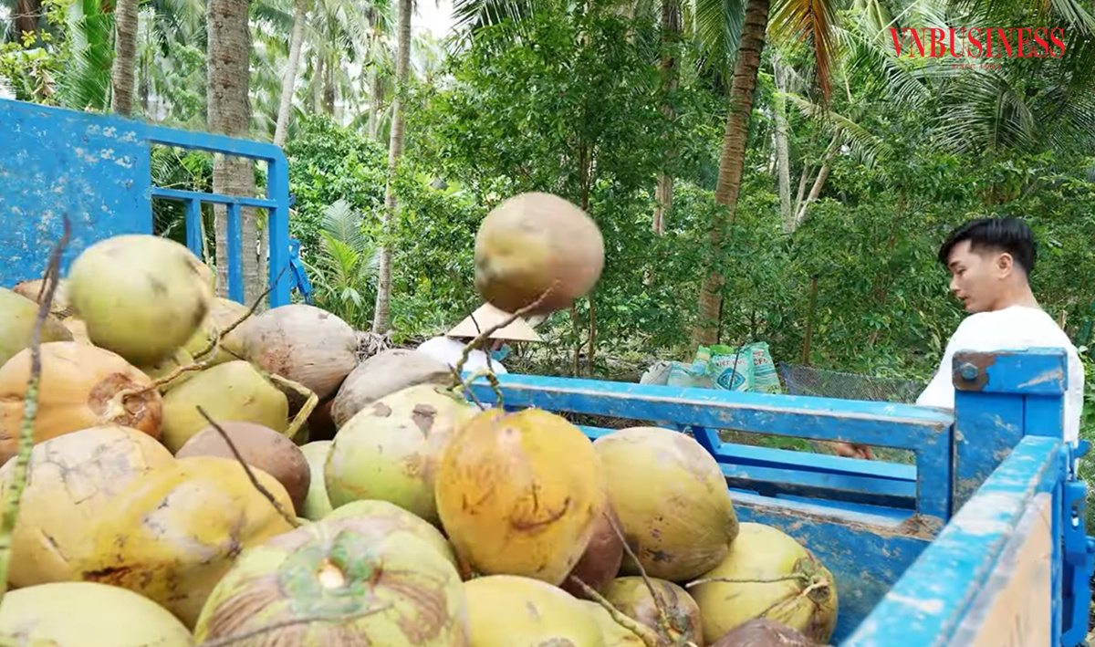Sản xuất hữu cơ, an toàn sinh thái giúp trái dừa Bến Tre được mùa, được giá hơn.