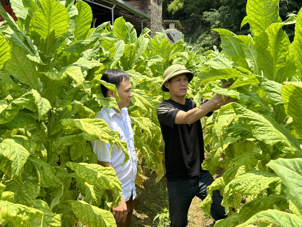 Thuốc lá là cây trồng chủ lực ở Ngọc Đào được đẩy mạnh áp dụng khoa học kỹ thuật.