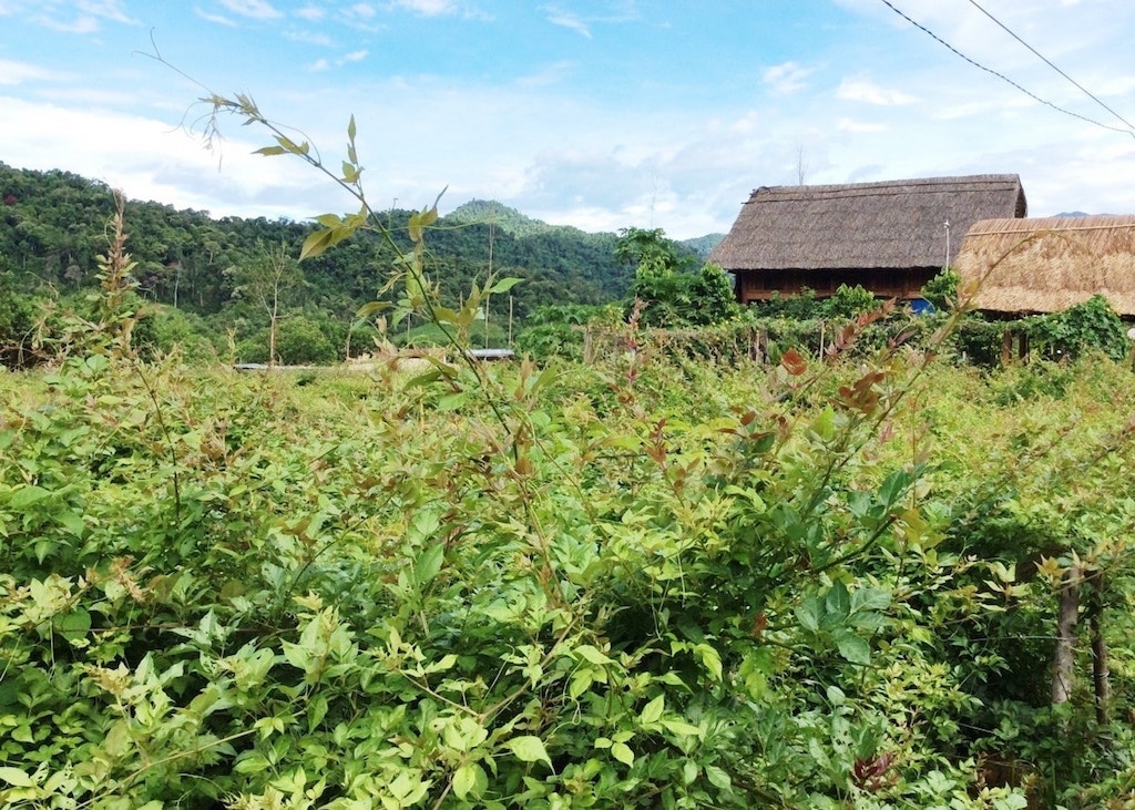 Thổ nhưỡng ở xã Tư phù hợp cho chè dây Ra zéh sinh trưởng mạnh.