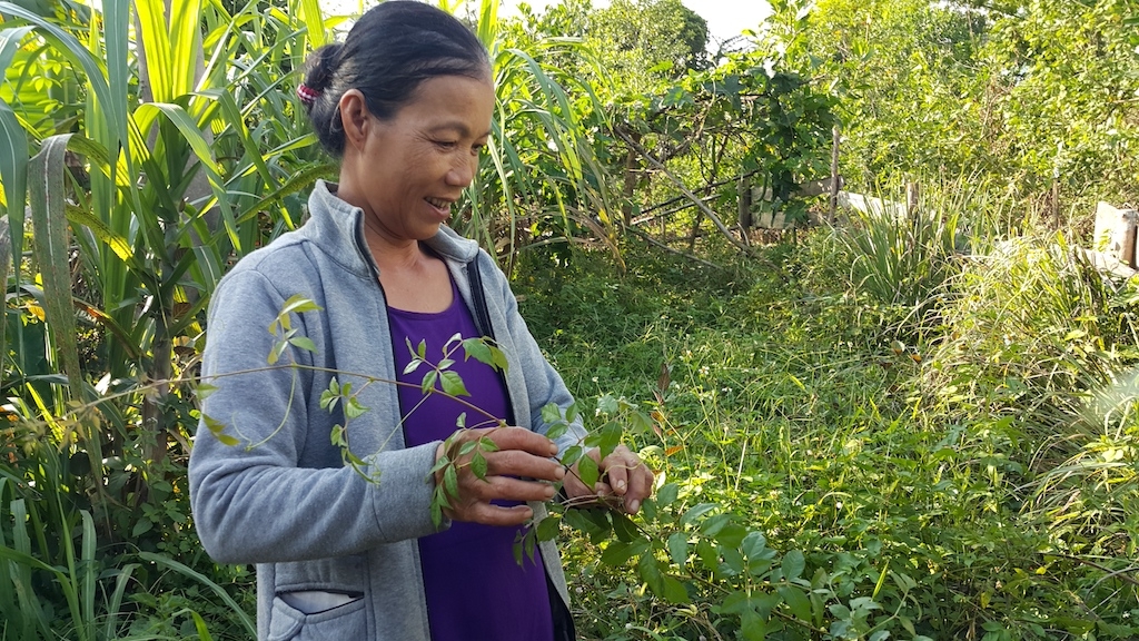 HTX Nông nghiệp xã Tư giúp người dân địa phương nâng cao thu nhập khi chuyển sang trồng chè dây Ra zéh.