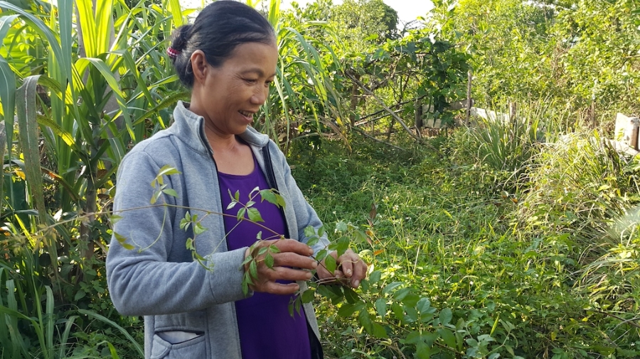 HTX Nông nghiệp xã Tư giúp người dân địa phương nâng cao thu nhập khi chuyển sang trồng chè dây Ra zéh.