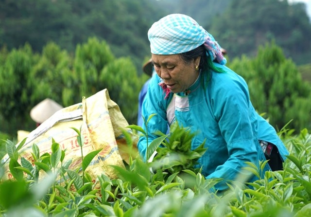 Cây chè đã trở thành cây trồng chủ lực trong phát triển kinh tế của xã Lùng Vai.